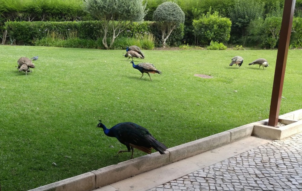 more peacocks