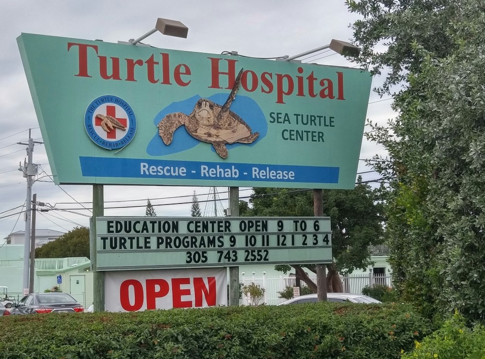 seaturtles